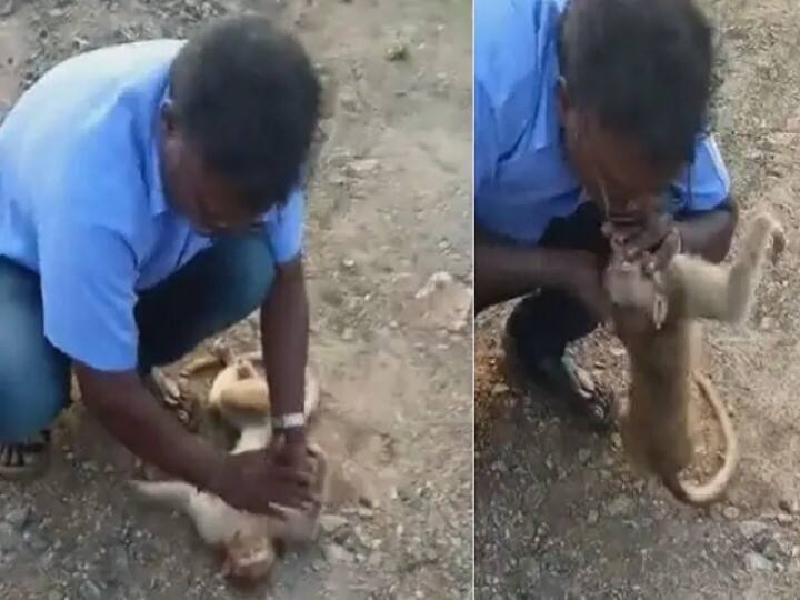 Monkey Viral Video: కోతి నోటిలో నోరు పెట్టి.. ఊపిరి పోశాడు.. చచ్చి బతికిన వానరుడు! Man Tries to Revive Injured Monkey by Performing CPR, Hailed As a Hero Monkey Viral Video: కోతి నోటిలో నోరు పెట్టి.. ఊపిరి పోశాడు.. చచ్చి బతికిన వానరుడు!