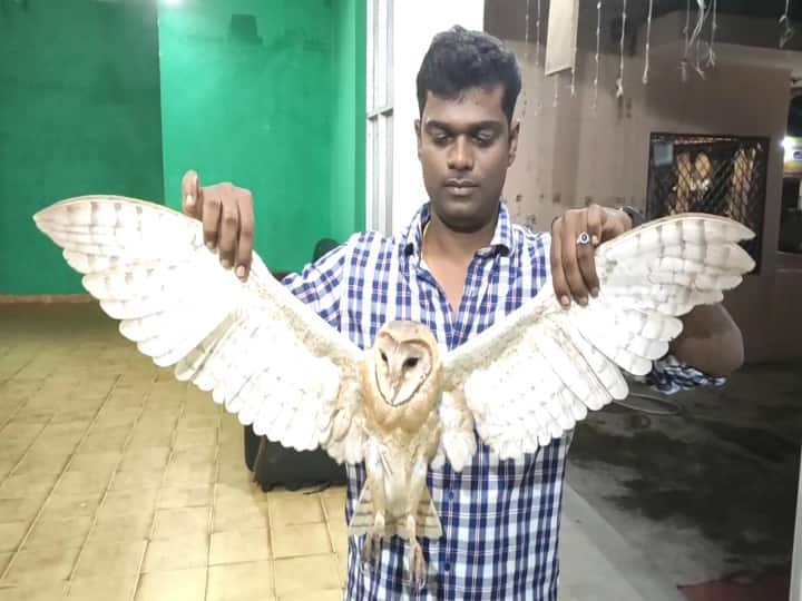 Rare Australian Owl - Sirkazhi youths handed over to the Forest Department அரியவகை ஆஸ்திரேலிய ஆந்தை - வனத்துறையிடம் ஒப்படைத்த சீர்காழி இளைஞர்கள்