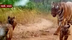 Bhandara Tiger: बछड्यांसह शाडो वाघिणीचा मुक्त संचार ABP Majha