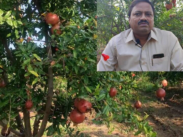 Anantapur Farmers: Three Brothers Natural farming with modern techniques got success in Anantapur Anantapur: కరువు సీమలో కాసులు కురిపిస్తున్న సోదరులు.. వ్యవసాయం ద్వారా ఏడాదికి కోట్లు సంపాదన