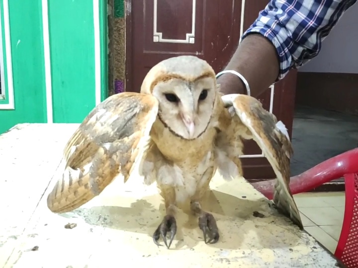 அரியவகை ஆஸ்திரேலிய ஆந்தை - வனத்துறையிடம் ஒப்படைத்த சீர்காழி இளைஞர்கள்