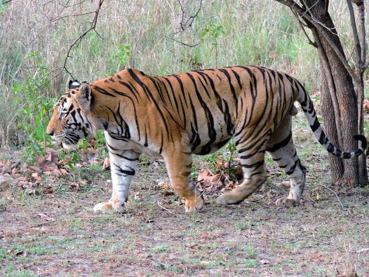Jayashankar bhupalapalli veerapur forest area tiger followed vehicle upto kilometer Jayashankar Bhupalapalli: వీరాపూర్ అటవీ ప్రాంతంలో పెద్ద పులి వీరంగం... వాహనాన్ని కిలోమీటర్ దూరం వెంబడించిన పులి