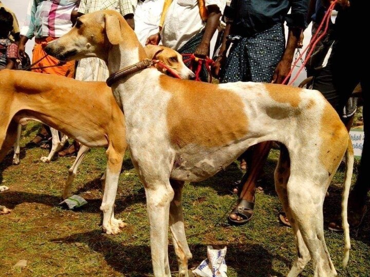 Semmarai Dog : 'இதுவரை யாரும் பேசாத செம்மறை நாய்கள்’ ஆஜானபாகுவிற்கான அடையாளம்..!