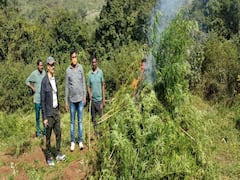 Visakhapatnam: విశాఖ ఏజెన్సీలో 87 ఎకరాల్లో గంజాయి తోటలు ధ్వంసం