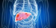 Fatty Liver: নি:শব্দে বিপদ ডেকে আনে ফ্যাটি লিভার, সুস্থ থাকতে ভরসা এই খাবারগুলি