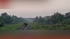 Alipurduar: হঠাৎ রেললাইনে হাতি, আলিপুরদুয়ারে চালকের তৎপরতায় রক্ষা | Bangla News
