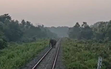 Train stopped in West Bengal to let elephant cross tracks Viral Video: ఏం గుండెరా అది.. రైలు ఎదురొచ్చిన అస్సలు భయపడలేదు