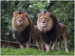 Trending News: एयरपोर्ट पर पिंजरे से बाहर निकल आए 2 शेर, देखते ही मच गई अफरातफरी