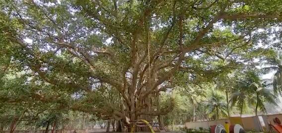 సింగరేణి క్లబ్‌లో సేద తీర్చుతున్న మర్రి చెట్టు