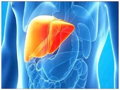Fatty Liver: নি:শব্দে বিপদ ডেকে আনে ফ্যাটি লিভার, সুস্থ থাকতে ভরসা এই খাবারগুলি