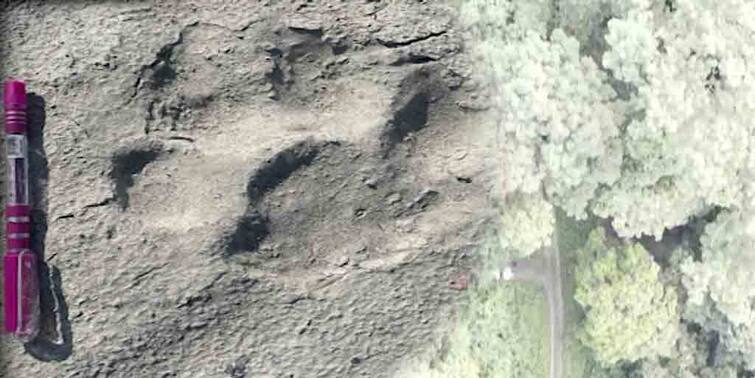 Alipurduar Buxa Forest: More footprints of tigers found, investigation going on- please share Buxa Forest:  বক্সার জঙ্গলে বাঘের আরও পায়ের ছাপ, পাশে কেন পড়ে পেন? রহস্য