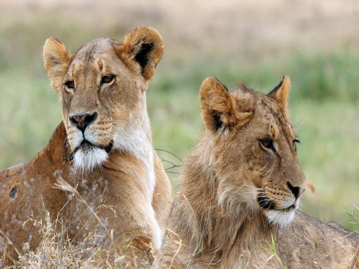 Singapore: Two lions roam around airport after escaping from freight container விமான நிலையத்தில் சுற்றித்திரிந்த சிங்கங்கள் - பீதியில் உறைந்த பயணிகள், ஊழியர்கள்!