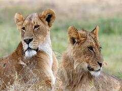 விமான நிலையத்தில் சுற்றித்திரிந்த சிங்கங்கள் - பீதியில் உறைந்த பயணிகள், ஊழியர்கள்!