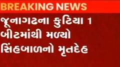 જૂનાગઢ: કુટિયા-1 બીટમાંથી સિંહબાળનો મૃતદેહ મળ્યો, જુઓ ગુજરાતી ન્યુઝ