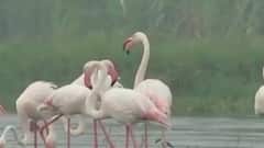 Ujani Dam Flamingo spotted : उजनी धरणावर फ्लेमिंगो पक्ष्यांचं दर्शन ABP Majha