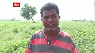 నెల్లూరు జిల్లా మినుము పంట రైతులు కష్టాలు