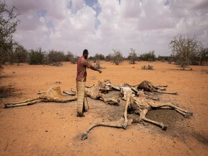 Kenya Drought: கென்யாவில் வறட்சியின் கோரம்: சுருண்டு விழுந்து இறந்த ஒட்டகச் சிவிங்கிகள்!