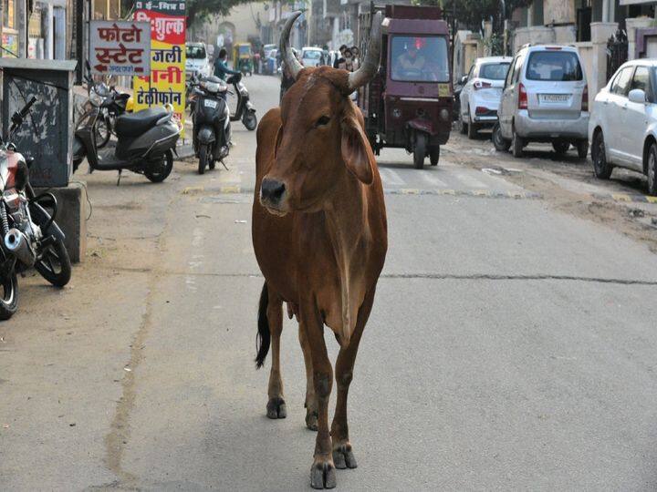 किसी शुभ कार्य के लिए जाते समय गाय का दिखना भी शुभ माना जाता है. गाय को शास्त्रों में पूजनीय माना गया है. ऐसे में गाय को प्रणाम करके ही आगे बढ़ें. ऐसा करने से काम में आ रही रुकावटें दूर होंगी और काम आसानी से बन जाएगा.  इसके अलावा, पान का पत्ता और मछली का दिखना भी शुभ माना जाता है.