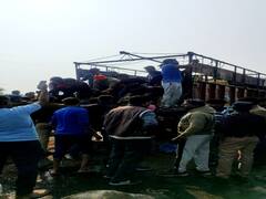 Jabalpur News: जबलपुर में निदर्यता पूर्वक ट्रक के अंदर गायों को ले जाते ट्रक को हिंदू संगठन ने पकड़ा, एक दर्जन से अधिक गायों की गई जान