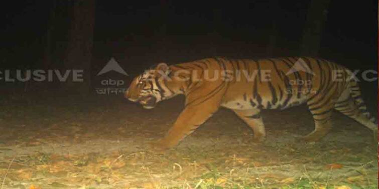 Alipurduar  Buxa Royal Bengal Tiger is still at large, administration thinks of moving forest dwellers elsewhere Buxa Royal Bengal Tiger : বাঘ এখনও অধরা, বনবস্তির বাসিন্দাদের অন্যত্র সরানোর চিন্তা-ভাবনা