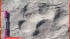 Buxa: বক্সার জঙ্গলে বাঘের আরও পায়ের ছাপ! ড্রোন দিয়ে শুরু তল্লাশি | Bangla News