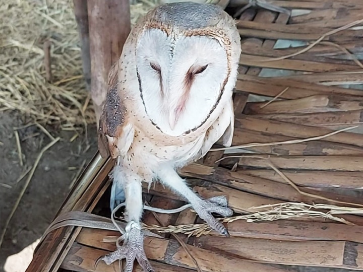 Love Bird: सुपौल में मिला अमेरिकन बर्न उल्लू, विदेशों में ‘लव बर्ड’ के नाम से मशहूर, कीमत सुनकर उड़ जाएंगे होश