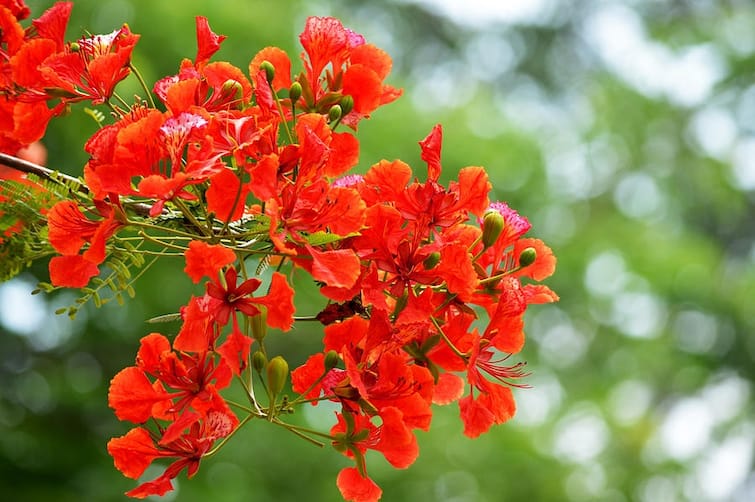 Gulmohar tree is good for environment and its health benefits as per expert Gulmohar benefits: વાળનો ગ્રોથ વધારવા ઇચ્છો છો, ગુલમહોરના ફુલનો આ રીતે કરો ઉપયોગ, થશે તરત ફાયદો