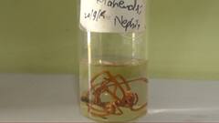 Spider Species : Melghat व्याघ्र प्रकल्पात नवं संशोधन, कोळ्यांच्या 700 पेक्षाही जास्त प्रजाती