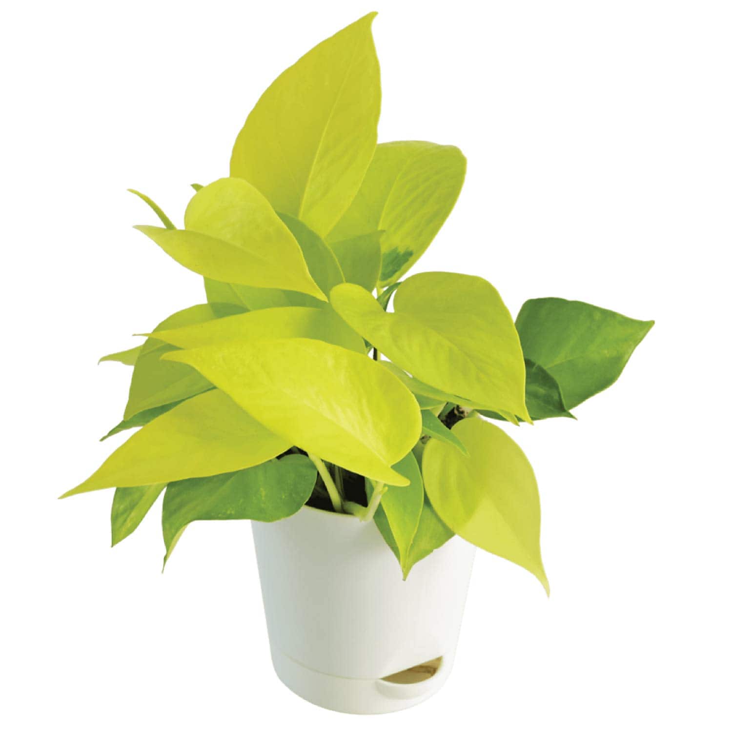 Amazon Offer On Indoor Plant Best Indoor Plant For Home Lucky Indoor