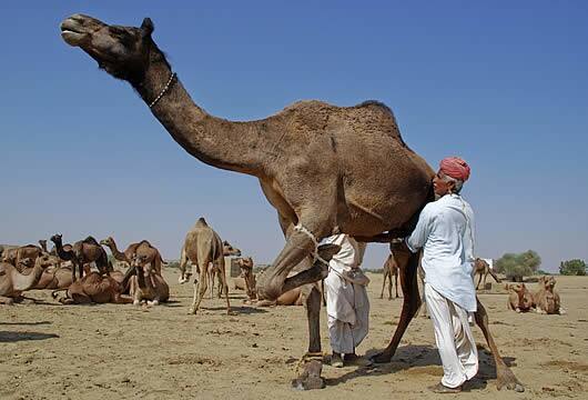 Rajasthan Jodhpur Desert Camel milk Nutrients Income cured Cancer ਊਠਣੀ ਦੇ ਦੁੱਧ ਦਾ ਕਮਾਲ! ਕੈਂਸਰ ਤੋਂ ਲੈ ਕੇ ਕਈ ਘਾਤਕ ਬਿਮਾਰੀਆਂ ਦਾ ਹੁੰਦਾ ਇਲਾਜ, ਮੋਟੀ ਕਮਾਈ ਦਾ ਬਣਿਆ ਸਾਧਨ