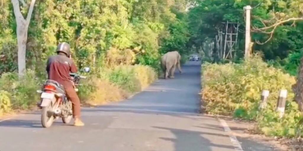 Jalpaigudi Elephant changes route create chaos on National Highway Jalpaiguri Elephant: দলছুট হয়ে রাস্তায় দাঁতাল, ছবি তোলার হিড়িক জলপাইগুড়িতে