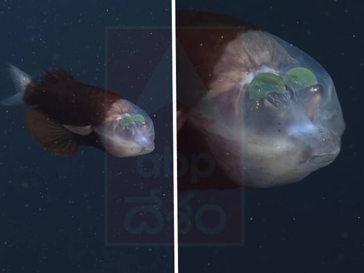 Scientists discovered rare fish that sees through its translucent head వీడియో: గోళీల్లాంటి కళ్లు.. గాజు ముఖం.. నమ్మండి, ఇది చేపండి!