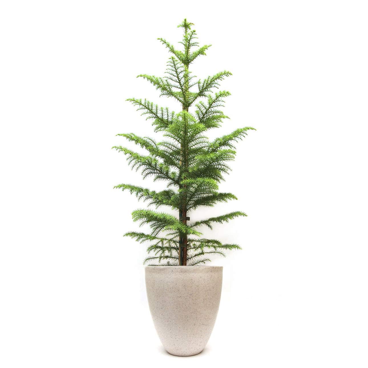 Amazon Offer On Indoor Plant Best Indoor Plant For Home Lucky Indoor