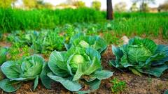 Health Benefits of Cabbage: কমবে ওজন, দূর হবে কোষ্ঠকাঠিন্য, শীতকালে ডায়েটে থাকুক বাঁধাকপি