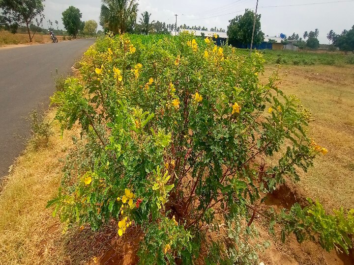 Senna Flowers | க்ரீன் டீ தெரியும்.. ஆவாரம்பூ தேநீர் தெரியுமா? இதைக் கொஞ்சம் படிங்க..