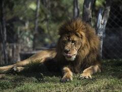 Zoo Lions, Tigers Get The Covid-19 Shot In Chile. Find Out More About This Experimental Vaccine