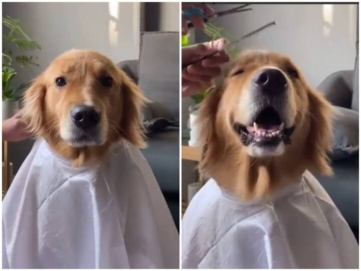Prank happened with Doggy who wants to get haircut, video won hearts on social media Watch: हेयरकट करवाना चाह रहे डॉगी के साथ हुआ प्रैंक, सोशल मीडिया पर वीडियो ने जीता दिल