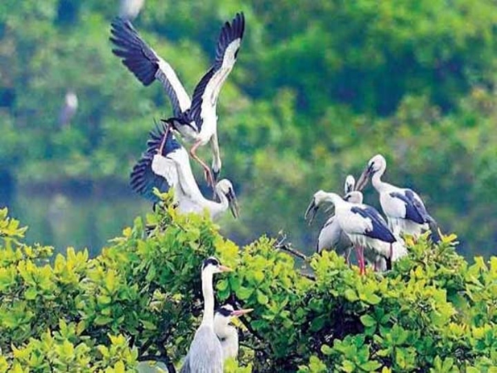 Vedanthangal Bird Sanctuary : 'வேடந்தாங்கல் பறவைகள் சரணாலய பரப்பளவை குறைக்கும் முடிவு வாபஸ்’ தமிழக அரசு அதிரடி உத்தரவு..!