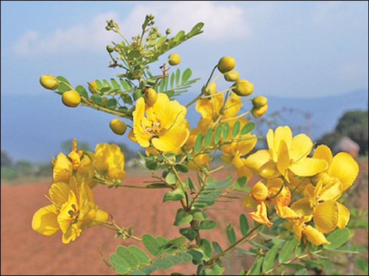 Senna Flowers | க்ரீன் டீ தெரியும்.. ஆவாரம்பூ தேநீர் தெரியுமா? இதைக் கொஞ்சம் படிங்க..