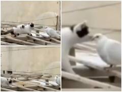 Watch: कबूतर के प्यार में पागल हुई बिल्ली, सरेआम किया Kiss
