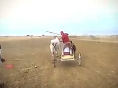Bullock Cart Race : बंदी उठली, 7 वर्षांनंतर राज्यात बैलगाडा शर्यतींचा धुरळा उडणार ABP Majha