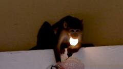 'अनुपमा' के सेट पर क्यों पहुंचा ये बन्दर | सास बहू और साजिश