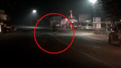 Kolhapur : कोल्हापुरात पुन्हा गव्याची 'हवा', शहरात दोन गवे शिरल्यानं दहशत