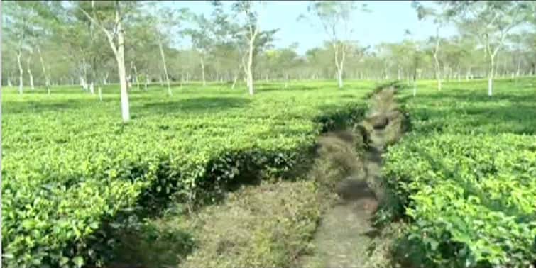 Jalpaiguri News: Jalpaiguri tea garden closed in fear of bears Jalpaiguri News: ডাক শোনা গেলেও মেলেনি দেখা, ভালুক আতঙ্কে বন্ধ জলপাইগুড়ির চা বাগান