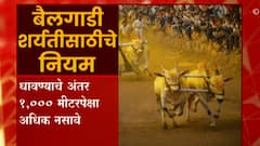 Bailgada Sharyat Special Report : राज्यात 7 वर्षांनी बैलगाडा शर्यतीचा धुरळा उडणार, असे असतील नियम