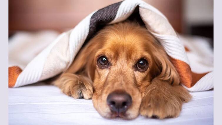 Winter Care Tips For Your Dog, Know In Details Health Tips: শীতকালে কীভাবে বাড়ির সারমেয় সদস্যটিকে সুস্থ রাখবেন?