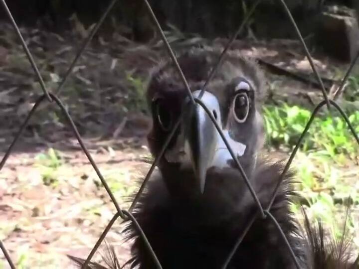 Rare eagle waiting for 4 years for release in Kanyakumari கன்னியாகுமரியில் விடுதலைக்காக 4 ஆண்டுகளாக காத்திருக்கும் அரியவகை கழுகு...!