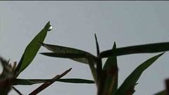 Weather Update: পৌষের মুখে ফের স্বাভাবিকের নিচে কলকাতার সর্বনিম্ন তাপমাত্রা, পশ্চিমী ঝঞ্ঝা কাটলেই জাঁকিয়ে ঠান্ডা | Bangla News