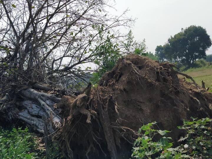 Person Asking Help For banyan tree transplantation in Rajanna Sircilla District Banyan Tree: ప్రాణవాయువు నిచ్చే వృక్షానికే.. పునర్జన్మ నిచ్చాడు.. కానీ చెట్టుకు ఇంకా సాయం కావాలి