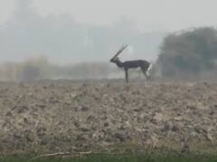 Hamirpur News: यूपी के हमीरपुर में बड़ी संख्या में देखने को मिल रहे हैं काले हिरण, वन विभाग की मुहिम लाई रंग